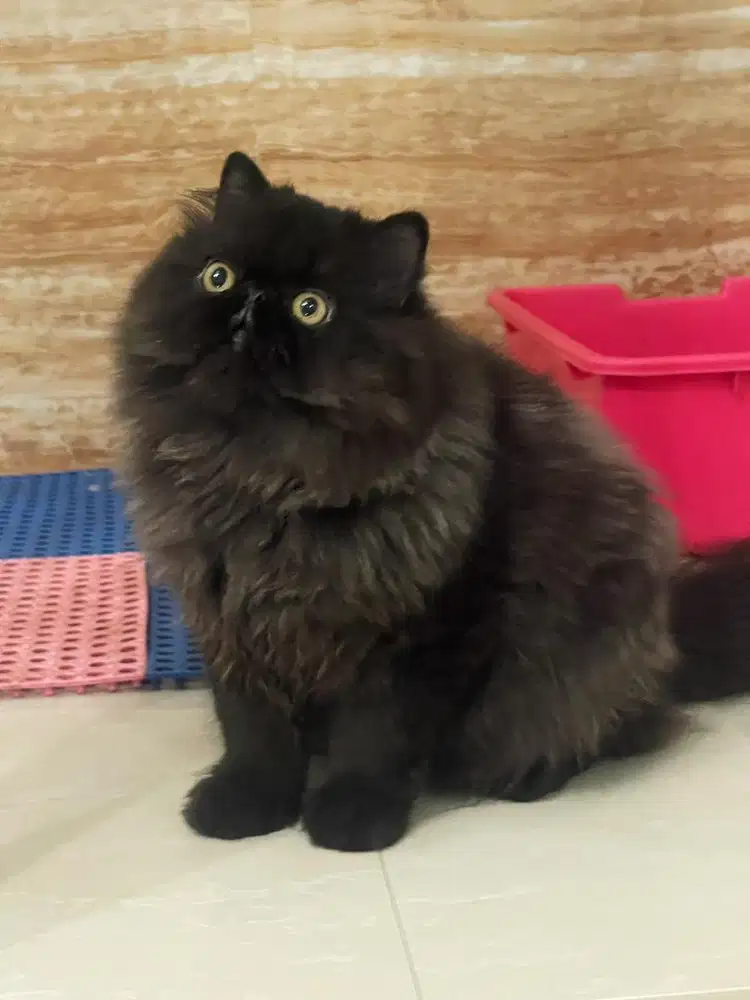 Kucing Persian peaknose Jantan 5 bulan Ped