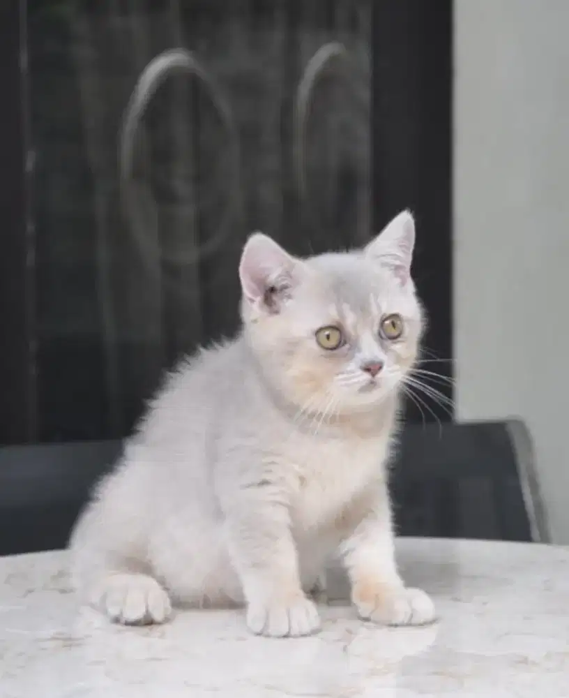 Bsh golden lilac betina