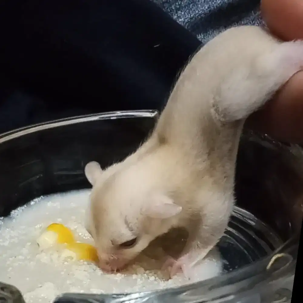 sugar glider creamino betina red eye