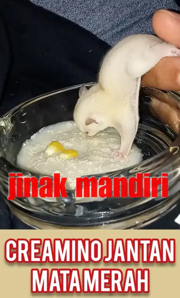 sugar glider creamino mata merah jantan