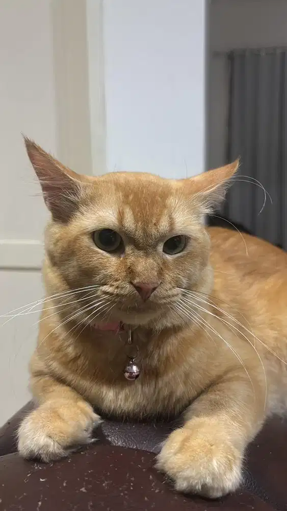 Kucing persia bigbone