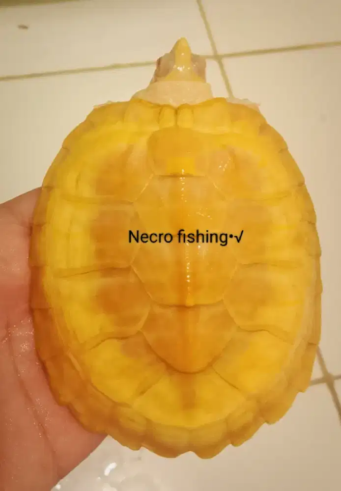 Kura kura Brazil albino (resbino). Jantan ukuran 10cm++.