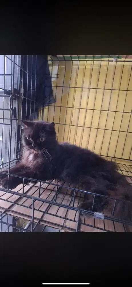 Kucing persmed flatnose betina
