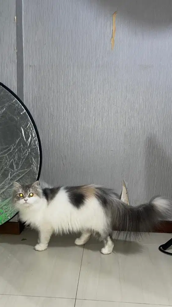 Kucing persia umur 1th ada 2 betina dan umur 1bulan 5