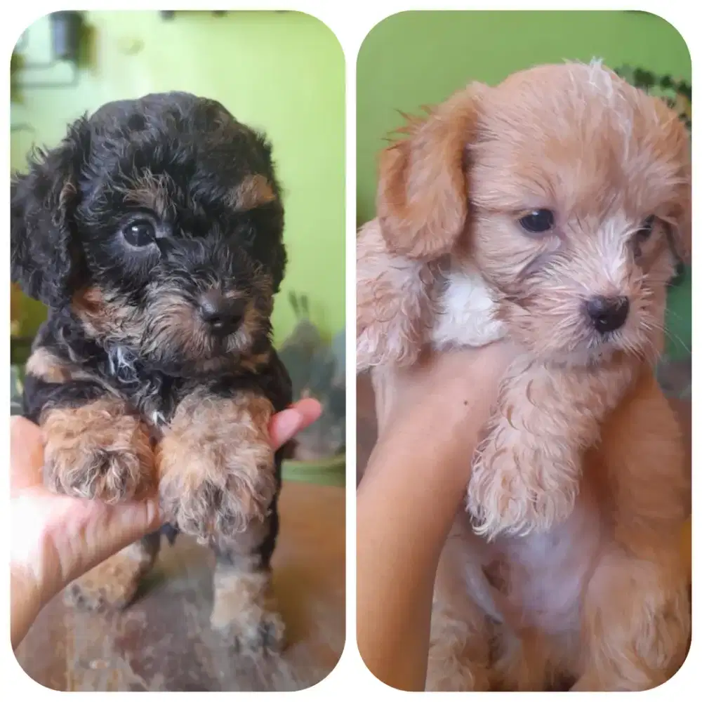 Anak anjing shihtzu-poodle