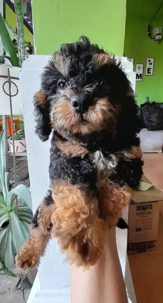 Anak anjing shihtzu-poodle