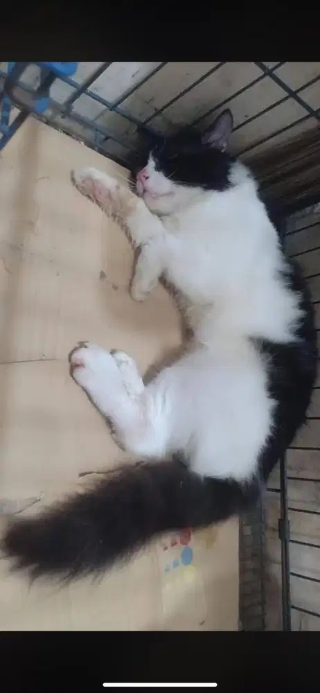Kucing persmed betina