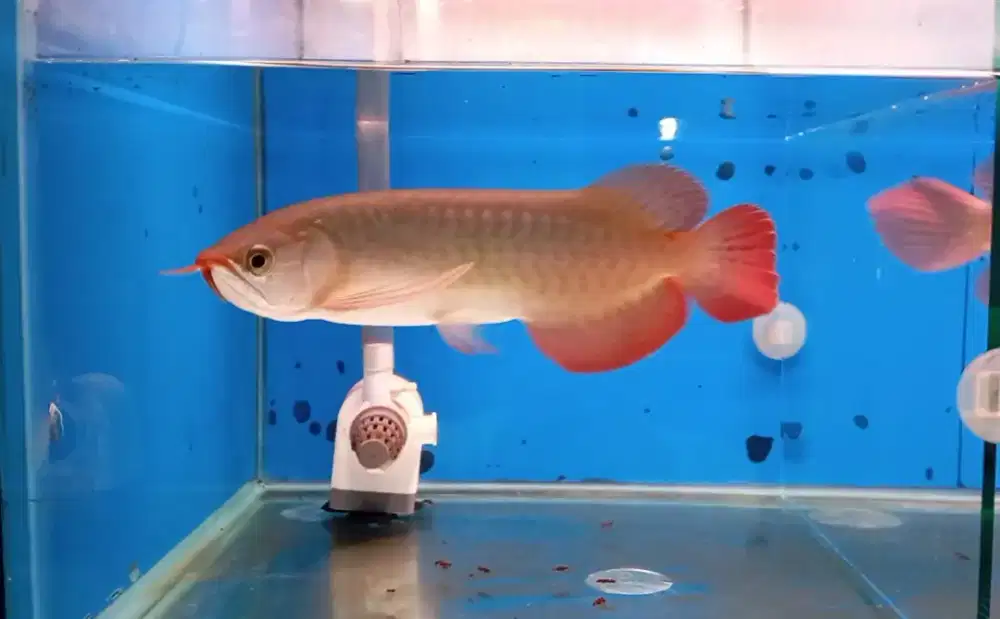 Arwana super red 32-33cm