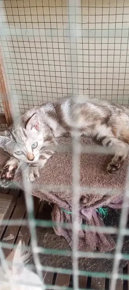 Kucing lucu imut