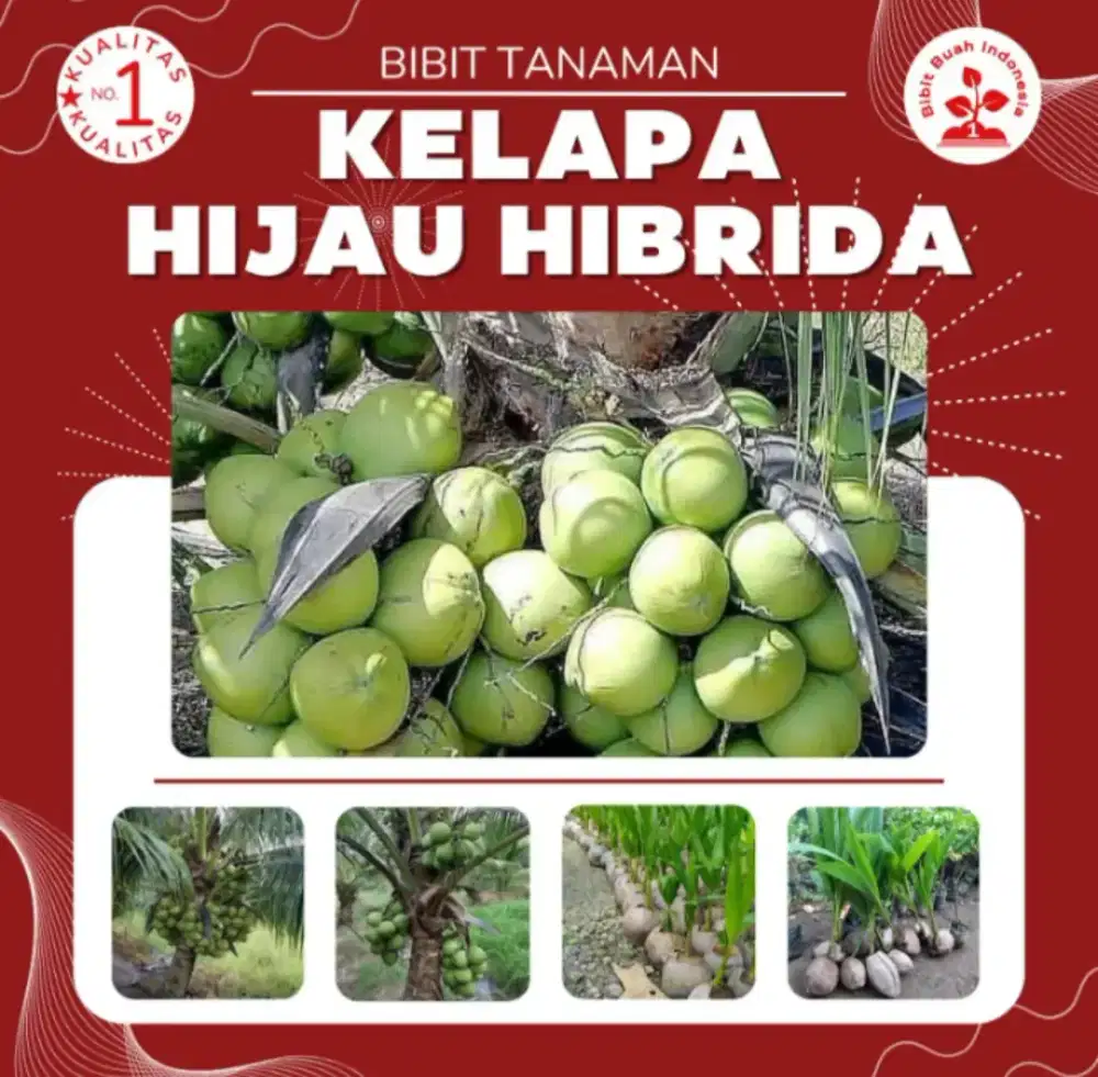 BIBIT TANAMAN KELAPA HIJAU HIBRIDA Cepat Berbuah