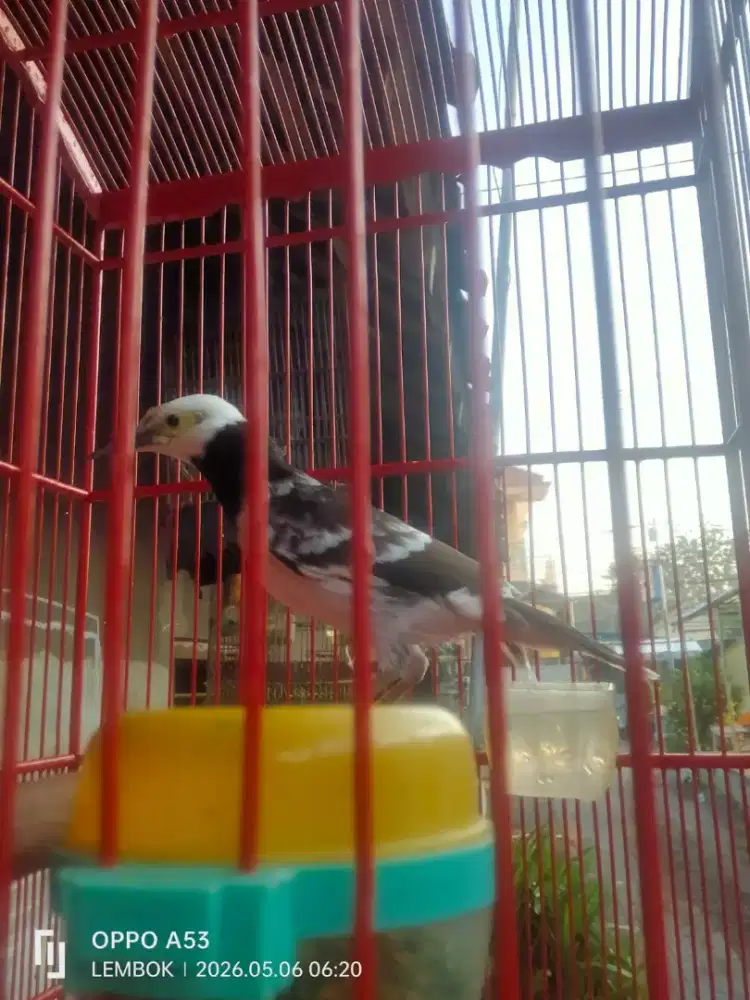 Burung jalak Hongkong gipan fortotal