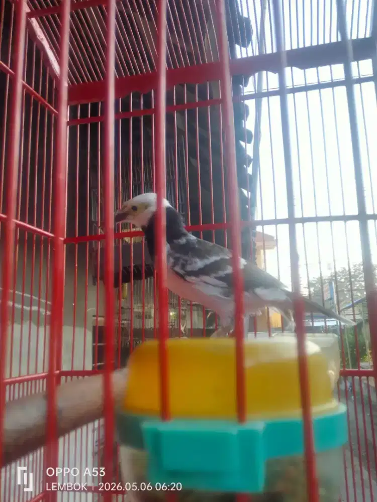 Burung jalak Hongkong gipan fortotal