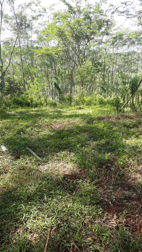 Kesempatan di Jual Murah,Tanah pekarangan di Daerah kec.Ngadirojo