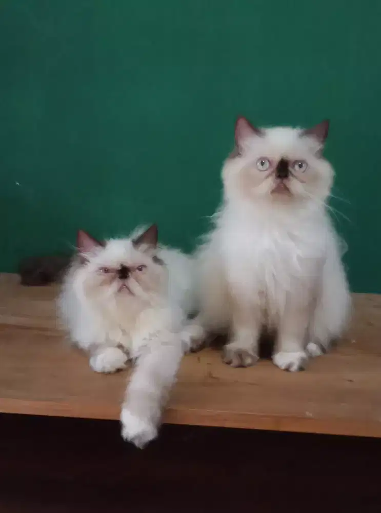 Kitten Himalaya peaknose jantan dan betina