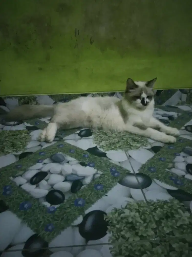Ragdol betina usia 1 tahun