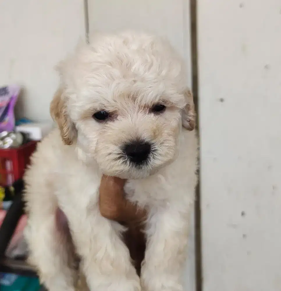 Tiny Poodle Light Apricot