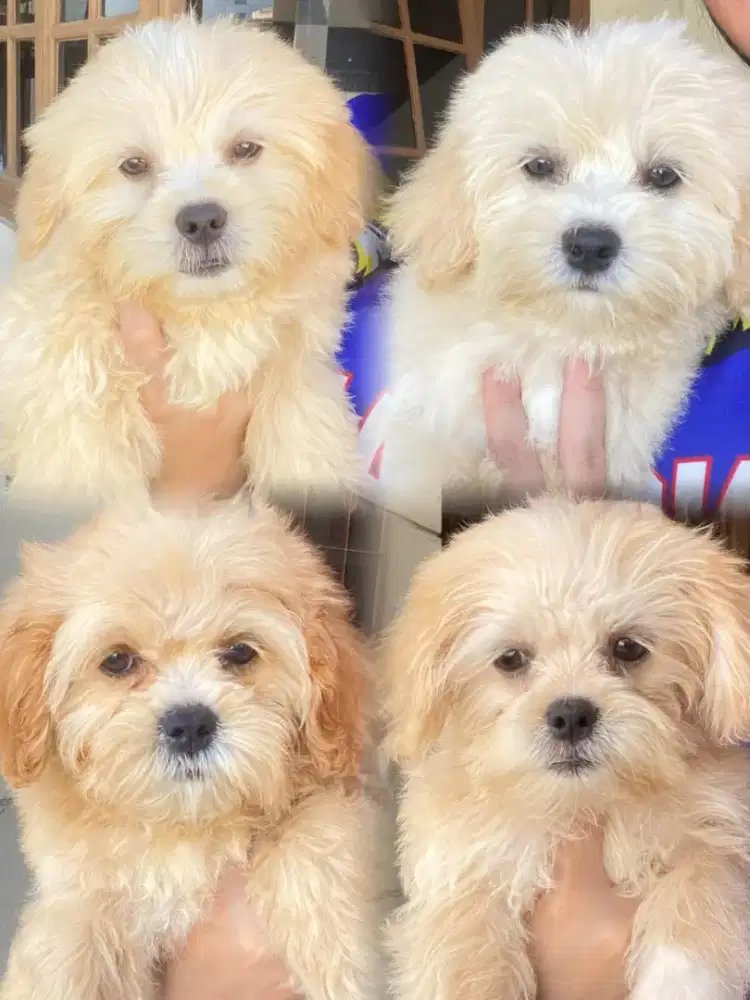 Dijual Anakan anjing
Mix Shitzu Poodle lucu