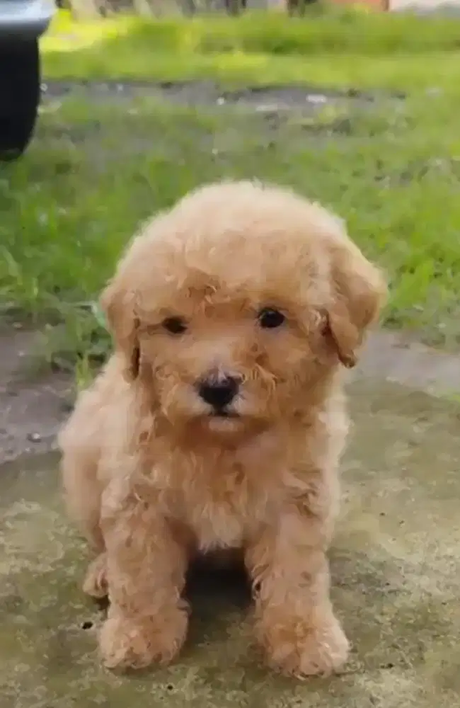 Anak anjing poodle