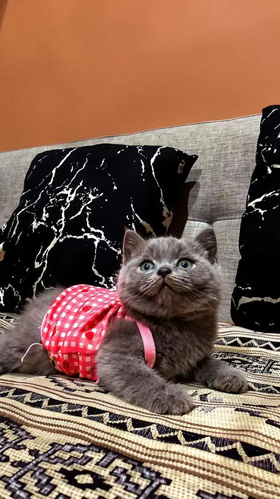 kitten kucing BSH Blue British shorthair