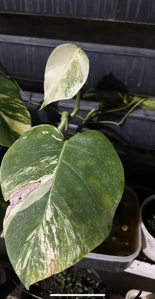 Monstera varigata