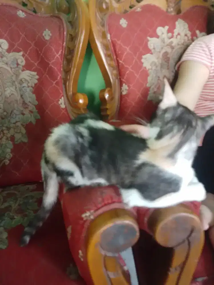 Kucing sehat aktif 2 sepasang bersaudara jantan n betina
