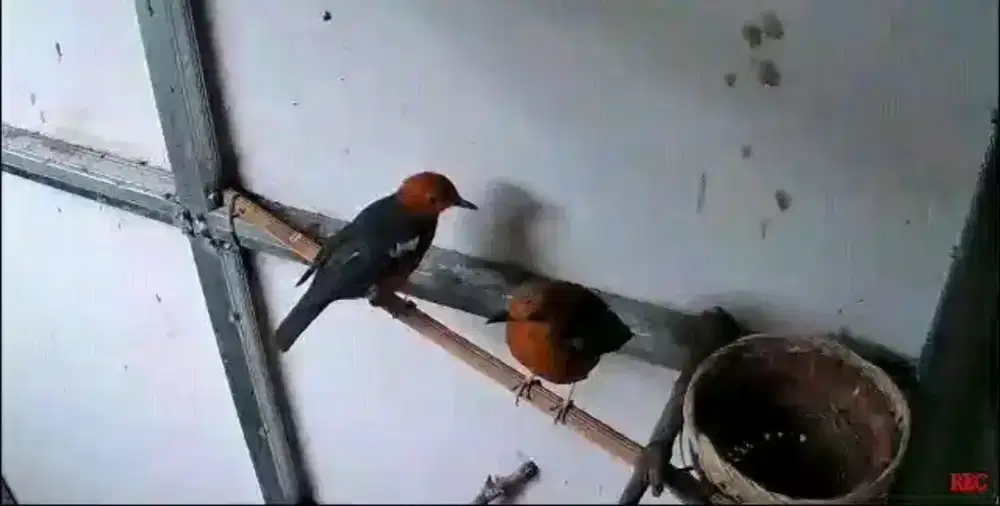 Sepasang burung anis merah produksian