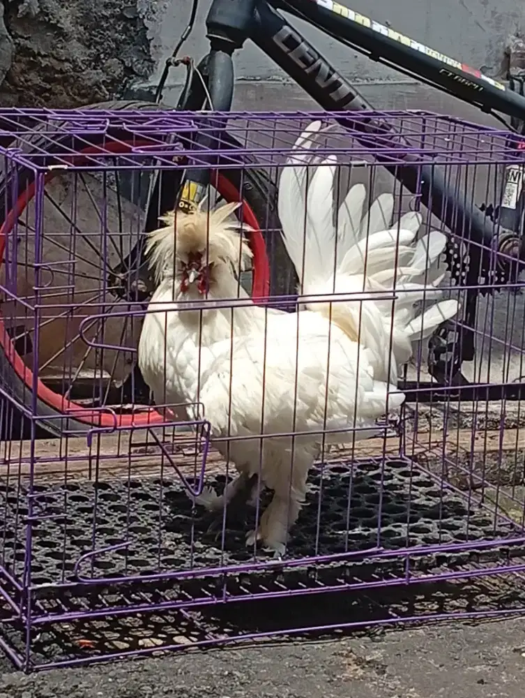 Ayam Sultante jantan