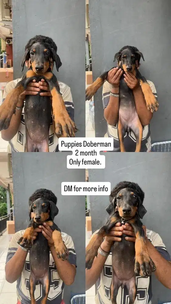 Puppys Doberman