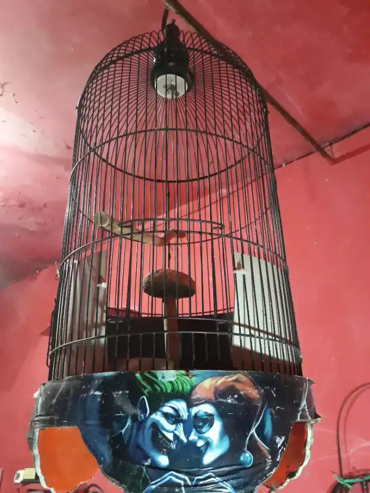 sangkar lovebird tebox sekend
