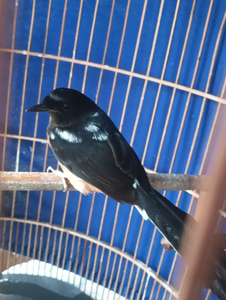 Burung murai betina split panda