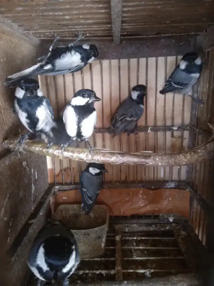 Burung Gelatik Batu