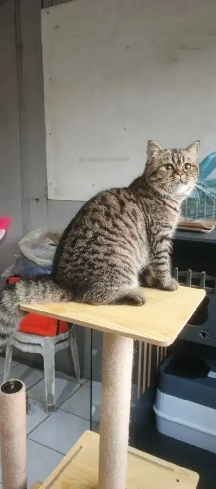 Kucing BSH (British Short Hair) betina usia remaja