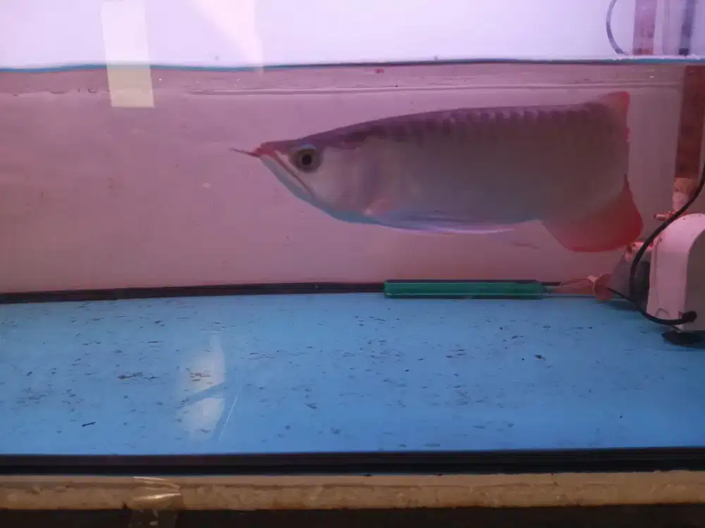 Ikan arwana super red