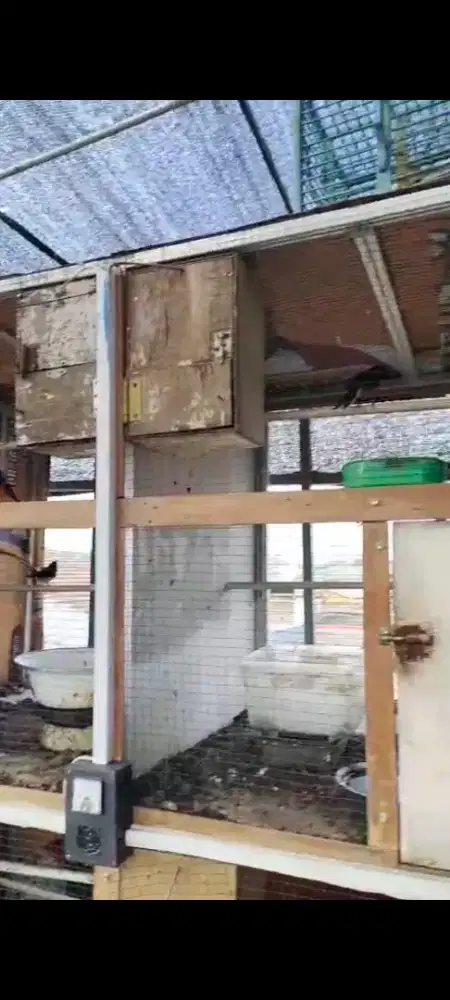 burung murai ternakan