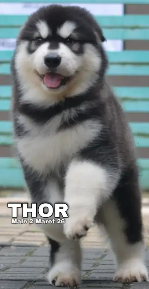 Giant Alaskan Malamute hitam jantan •THOR•