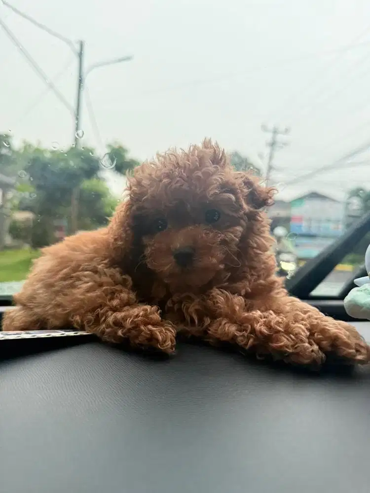 Anjing Poodle Tiny