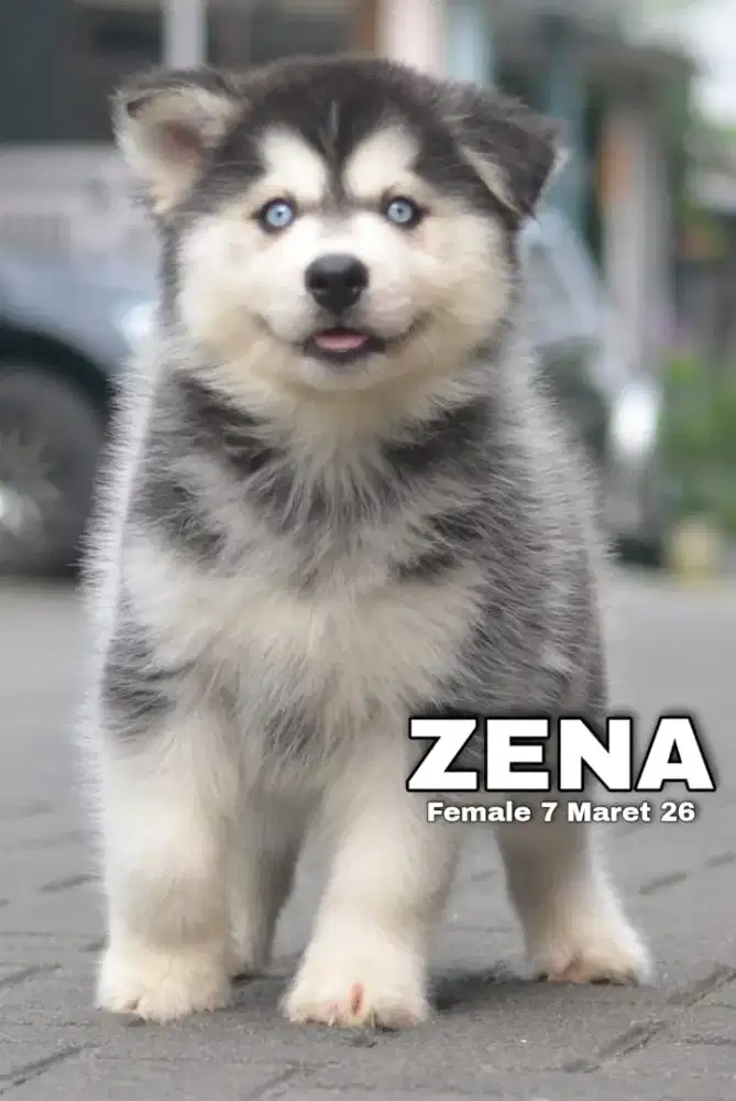 Siberian husky abu betina •ZENA•