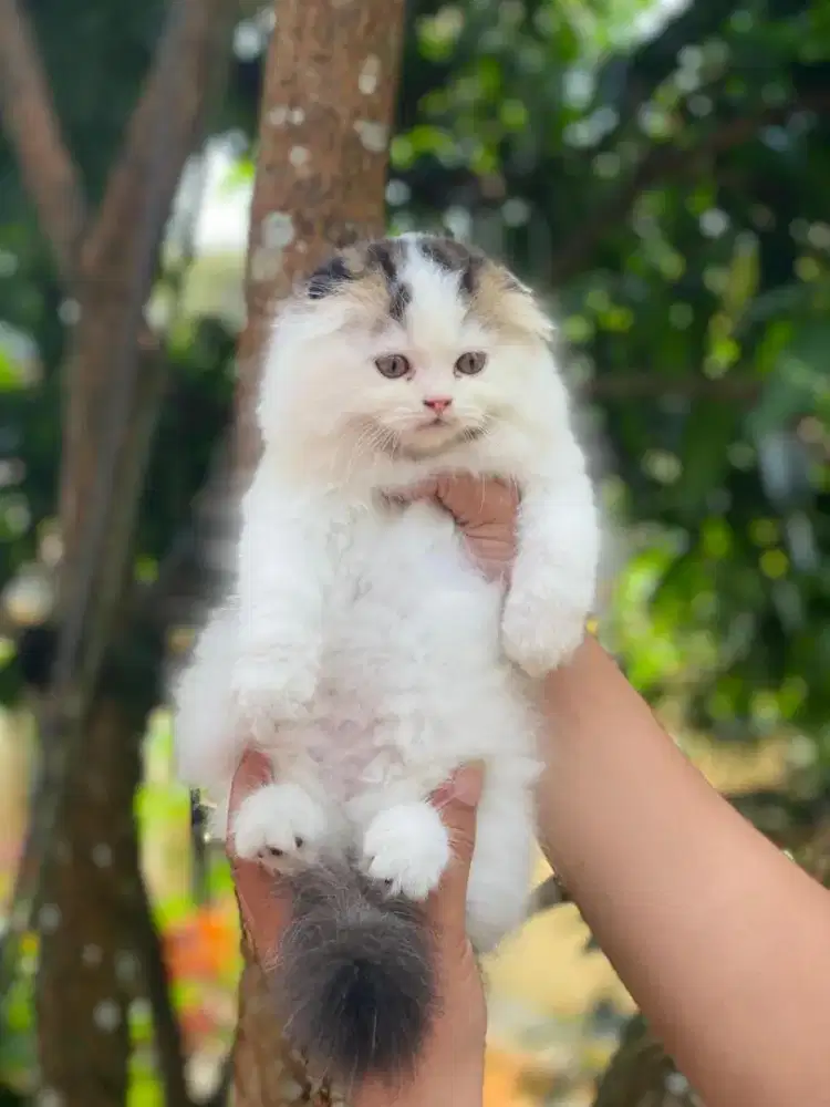 Kucing kitten scottish fold