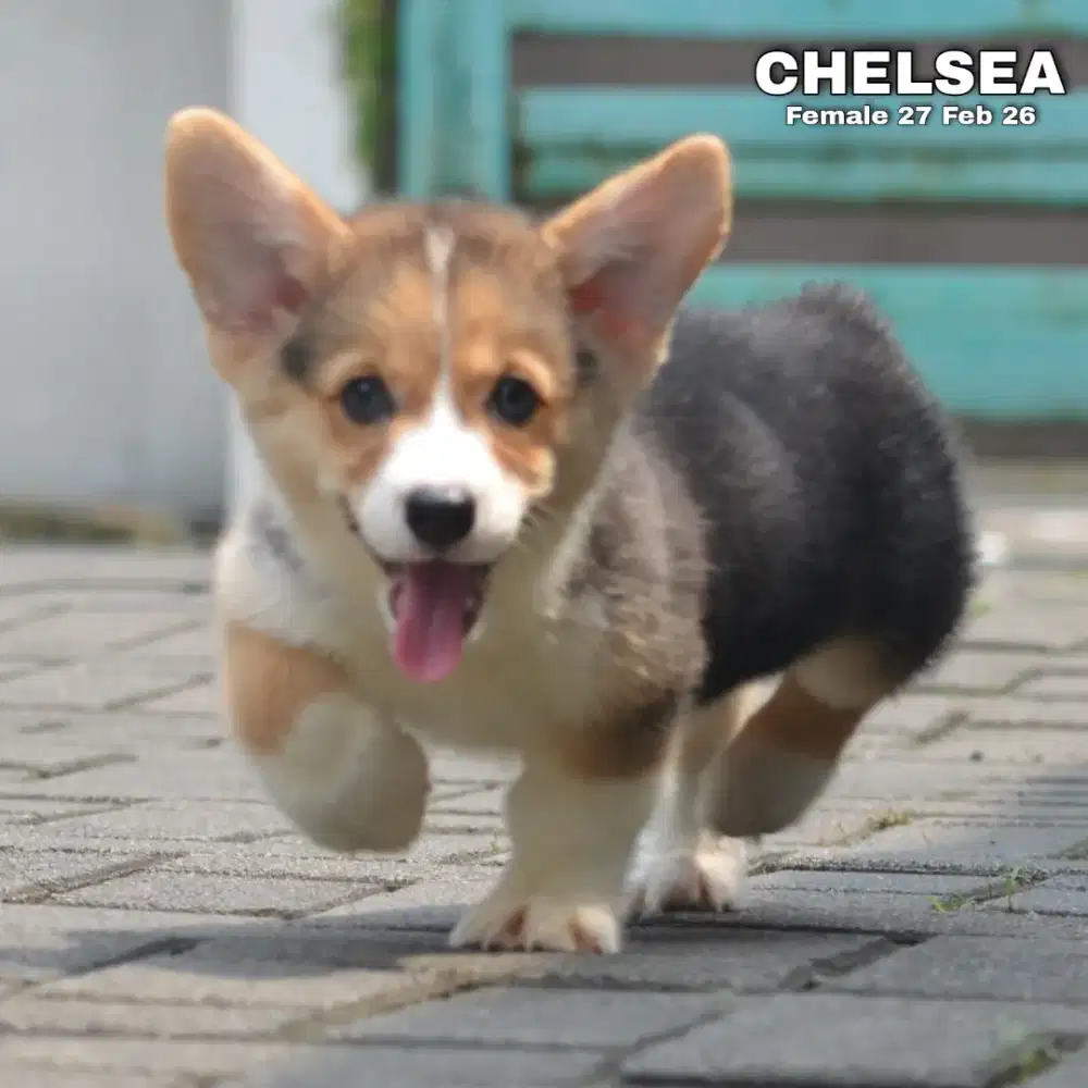 Corgi shorthair tricolor betina •CHELSEA•