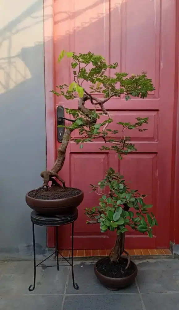 Bonsai asem dan beringin