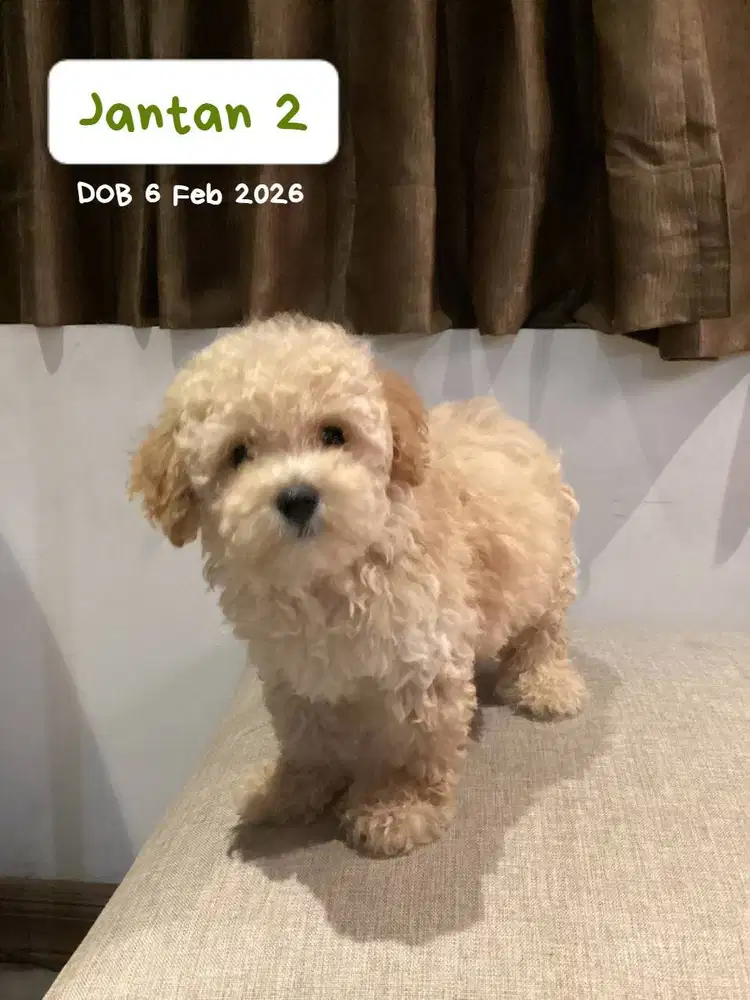 Toy Poodle Surabaya Jantan Light Apricot (Stambum & Vaksin Lengkap)