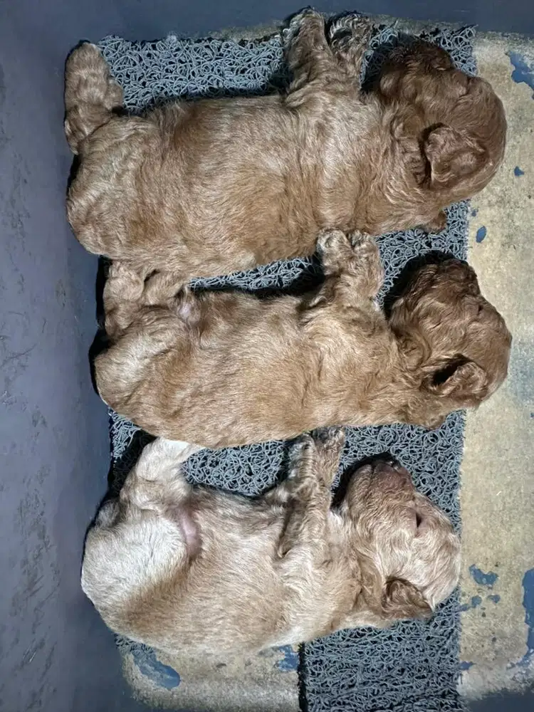 Anjing Poddle anakan jantan NO STB