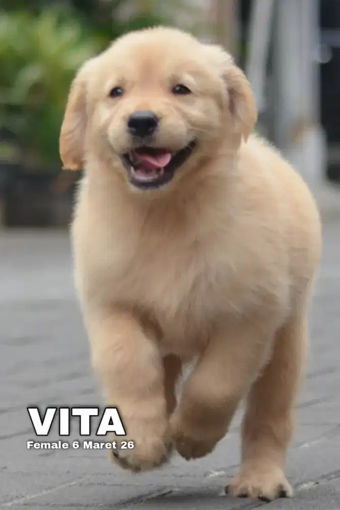 Golden ret betina •VITA•