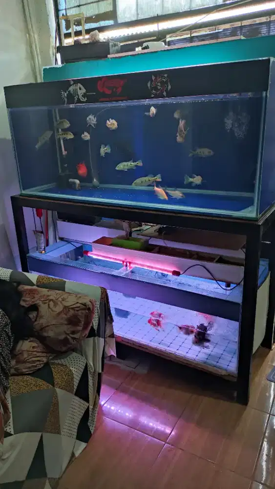 Aquarium 150x60x65 kaca 12ml 150x60x40 murmer