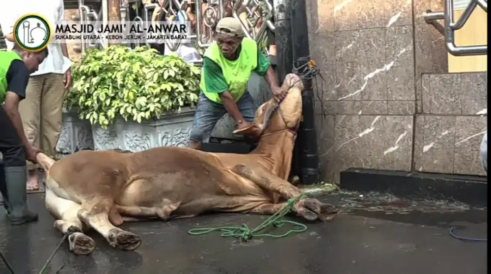 Jasa pemotongan hewan Qurban