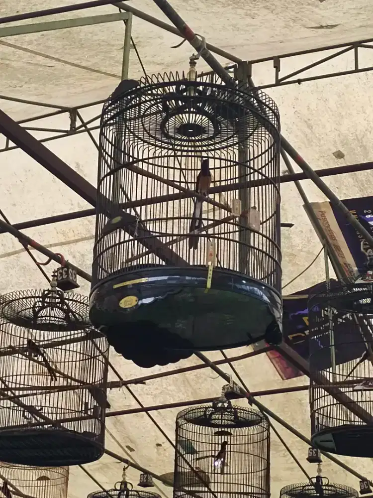 Burung peliharaan