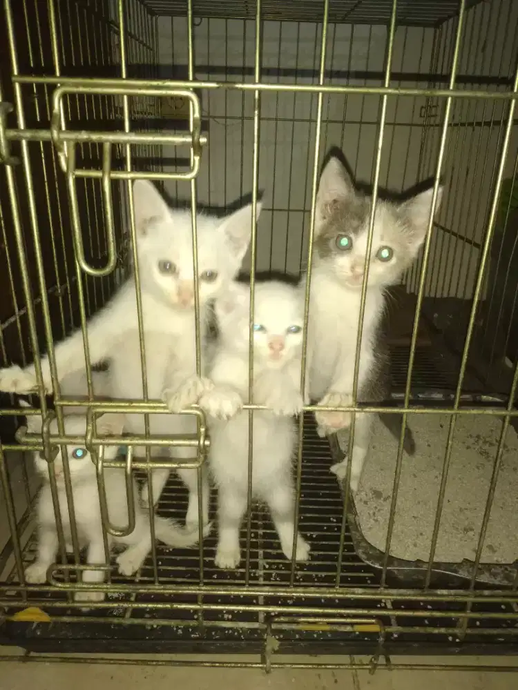 Kitten Free adopt