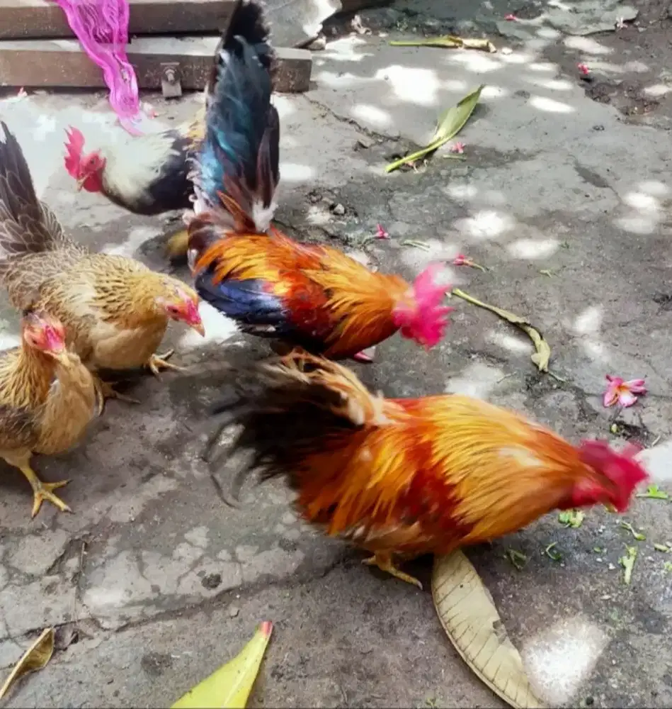 JUAL AYAM HIAS KATE