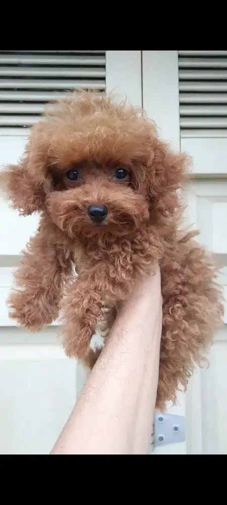 Anjing red toy poodle