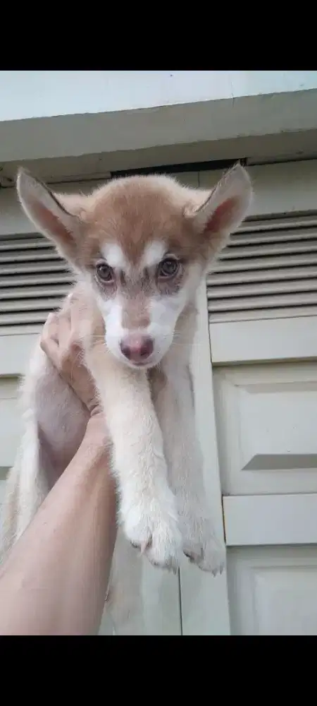 Anjing Siberian Husky cinnamon